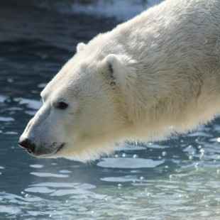 Polar Bears ‘R Us, Unless We Change